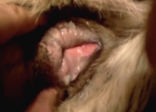 Sexy animal wants to be filled up during hard sex