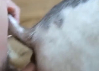 Dude is going to fuck a Donkey's anal hole deep