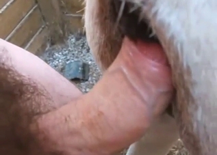 Dude is going to fuck a Donkey's anal hole deep