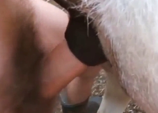 Dude is going to fuck a Donkey's anal hole deep