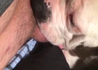 Sloppy blowjob from a dog leads to real orgasms