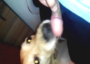 Zoo XXX with a cute dog licking that guy's boner