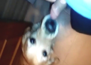 Zoo XXX with a cute dog licking that guy's boner