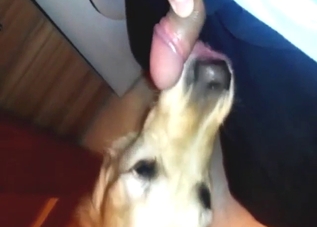 Zoo XXX with a cute dog licking that guy's boner