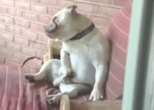 Dog masturbates on the spot, it's low-key hot