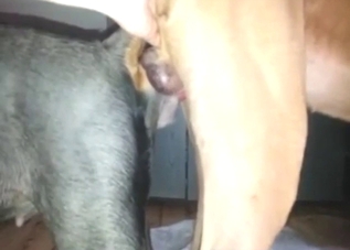 Dog is going to love the knot in its wet-ass vag