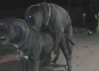 America dogs fucking at night, both are black