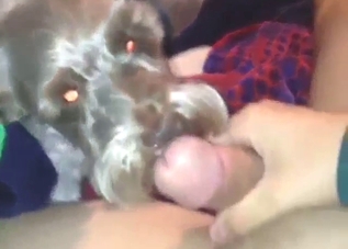 Nice and thorough licking from a cute-looking dog