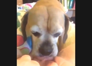 Sexed-up animal is going to worship her vagina