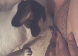 Sexy animal is licking that pussy, it's a dog