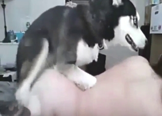 Webcam girl with a sexy ass gets fucked by dog