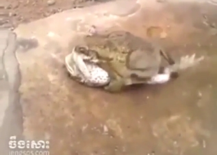 Two sexy frogs are going to fuck on the rock