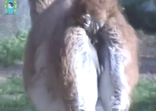 Lamma shows off its nice-looking ballsack outside