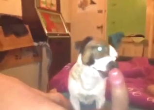 Lucky guy gets a dog sucking on his member in POV