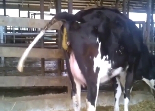 Cow porn movie with shitting, teasing, and more