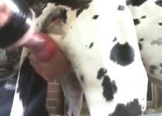 Spotted dog fucking a fleshlight while outside