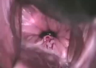 Close-up footage of a calf's unbroken hymen