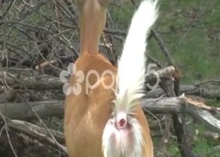 Deer porn movie showing the animal shitting