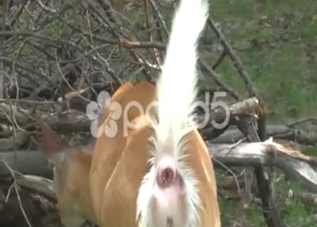 Deer porn movie showing the animal shitting