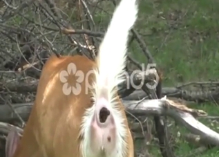 Deer porn movie showing the animal shitting