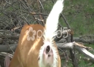 Deer porn movie showing the animal shitting