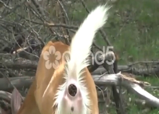 Deer porn movie showing the animal shitting