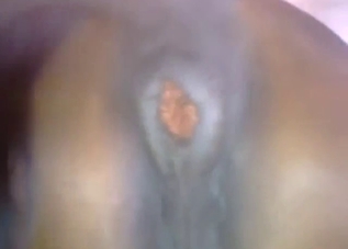Close-up footage showing a mare shitting hard