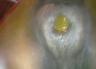 Close-up footage showing a mare shitting hard