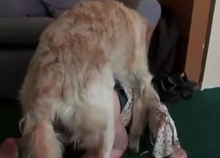 Cute animals enjoying tight pussies on cam