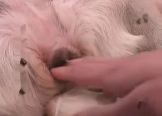 Horny dog pounding that skinny slut's slit
