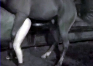 A bestiality clip that you will remember