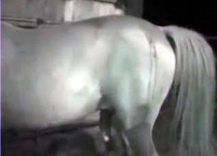 A bestiality clip that you will remember