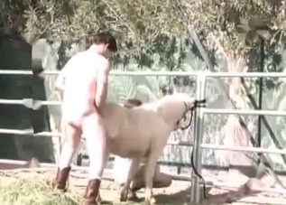 Violent sex with a sexy-ass white pony
