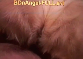 Guy turns his dog gay by fucking it in the ass
