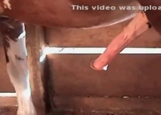 Insane horses enjoying banging in a barn