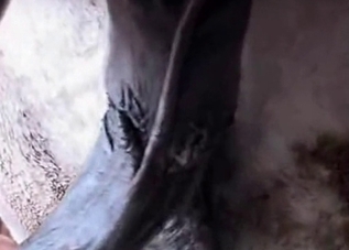 This girl cannot stop gulping dog jizz