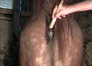 Fatass dude fucking animals on camera