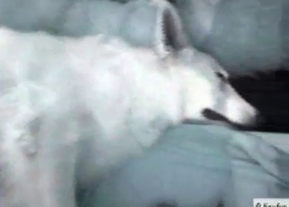 Tight booty cutie fucking a dog on camera