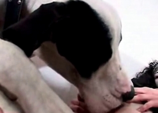 Hung dog getting its cock sucked on camera