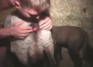 Sheep getting fucked savagely on cam