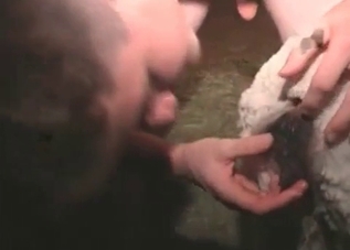 Sheep getting fucked savagely on cam