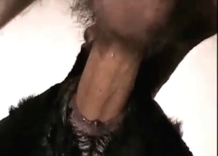 Tiny/young black dog getting fucked in the ass