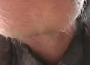 Guy is happy to shove his cock up horse's ass