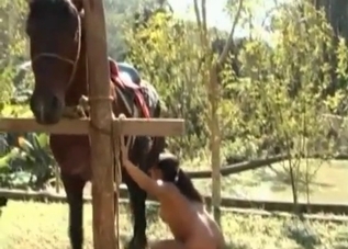 Horse cock getting sucked by a brunette