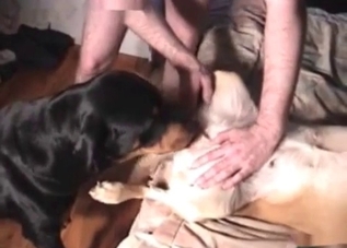 Perfect love-making session with two nasty dogs