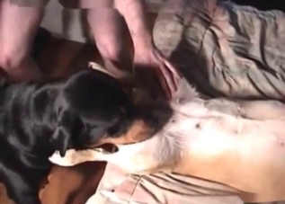 Perfect love-making session with two nasty dogs