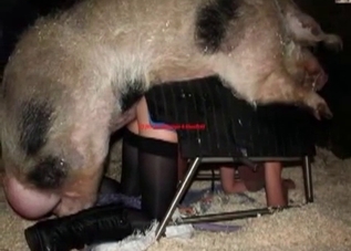 Kinky compilation showing bestiality action