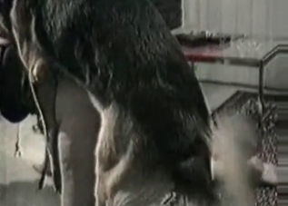 Dirty doggo fucking this submissive slut on cam